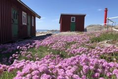 Väderöbod står i blom