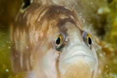 Tejstefisk