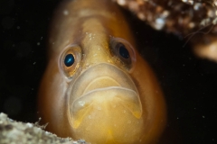 Tejstefisk i bergskreva