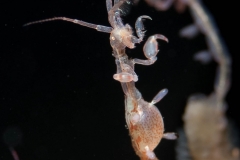 Spökmärla. "Gravid"?